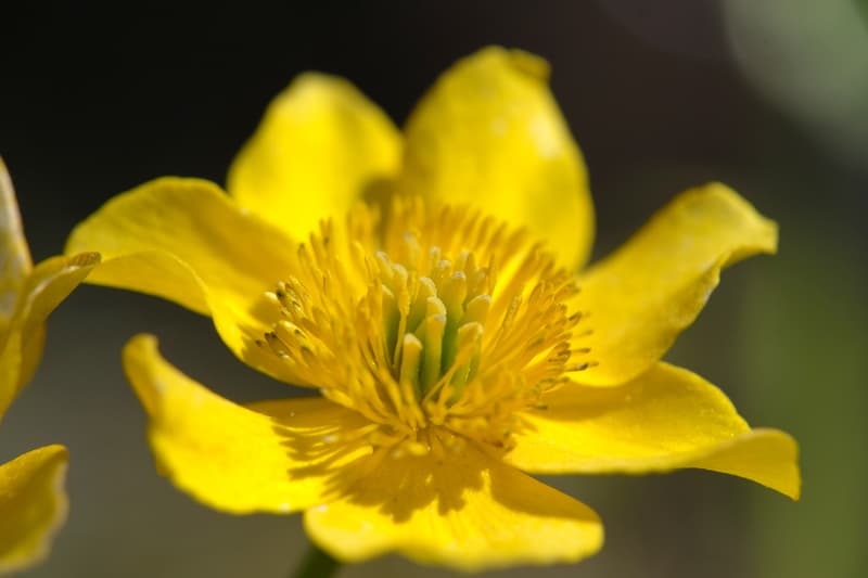 微距王者－Leica 發佈 Elpro 52 高品質近攝鏡頭