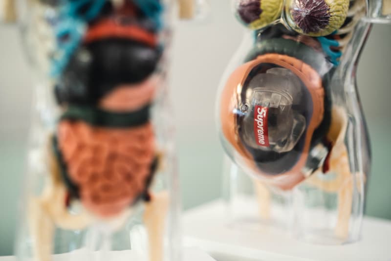 蜚聲國際！Supreme 本季人體解剖模型單品大有來頭？