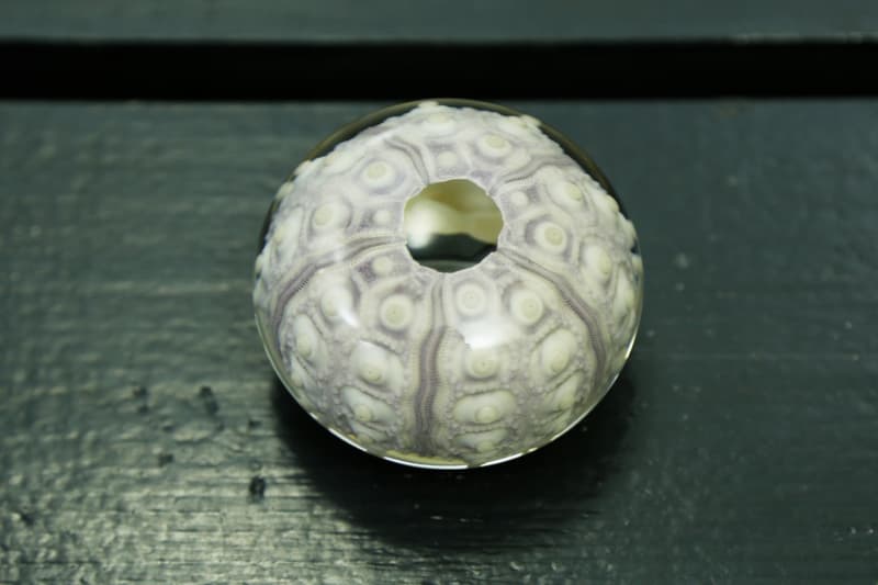 Usagi No Nedoko 打造稀有海膽藝術擺設「UNIMARU」