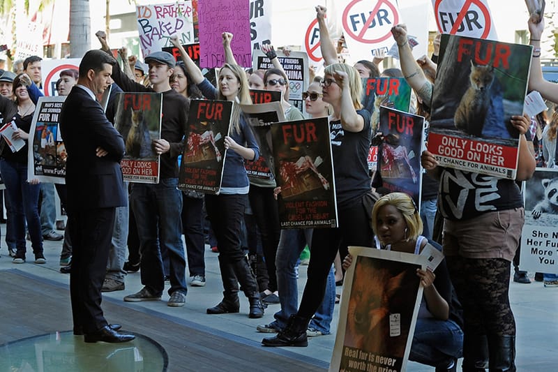 美國加州法律正式禁止銷售動物皮草產品