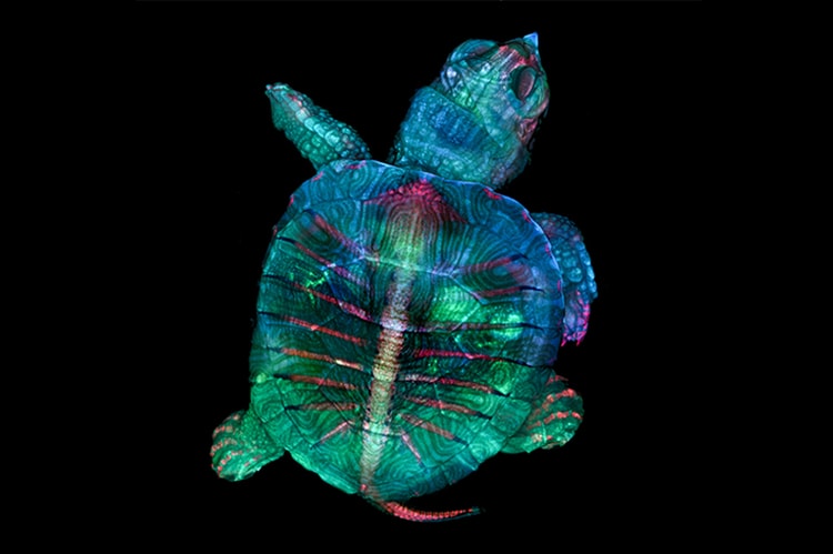 Nikon 2019《Small World Photography Competition》顯微攝影大賽得獎作品正式公佈