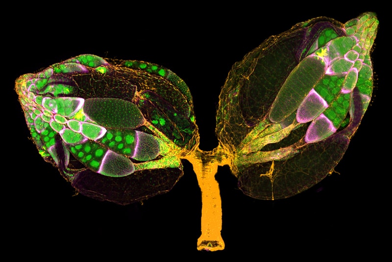 Nikon《Small World Photography Competition》顯微攝影大賽得獎作品正式公佈