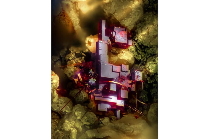 Nikon《Small World Photography Competition》顯微攝影大賽得獎作品正式公佈