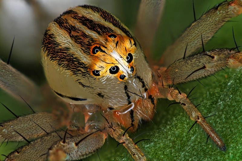 Nikon《Small World Photography Competition》顯微攝影大賽得獎作品正式公佈