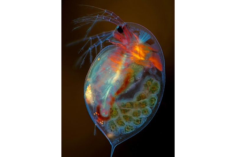 Nikon《Small World Photography Competition》顯微攝影大賽得獎作品正式公佈