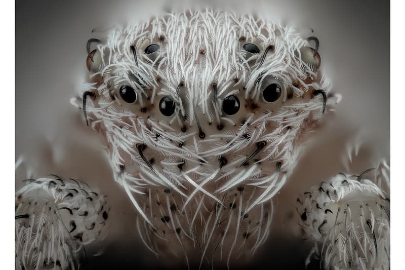 Nikon《Small World Photography Competition》顯微攝影大賽得獎作品正式公佈