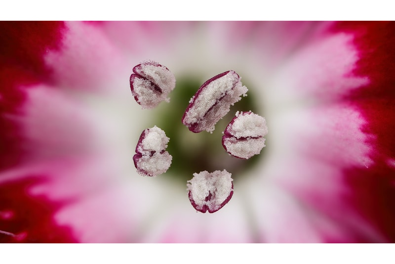 Nikon《Small World Photography Competition》顯微攝影大賽得獎作品正式公佈