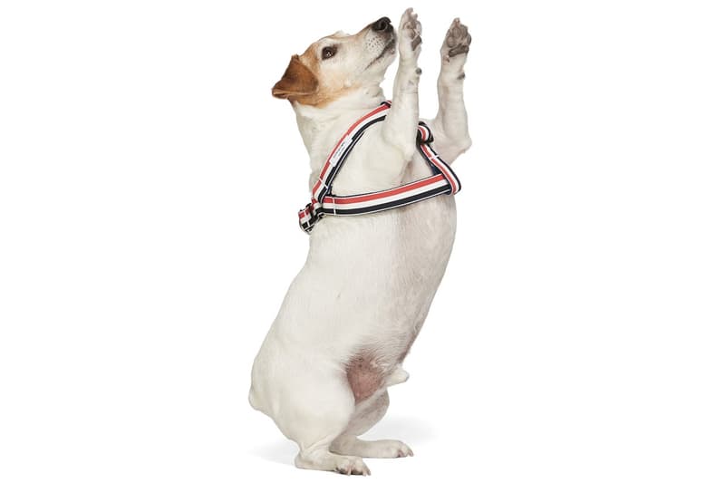 SSENSE 攜手 Burberry、Heron Preston 和 Versace 等品牌打造寵物配件系列