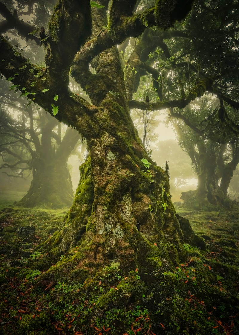 2019 International Landscape  Photographer of the Year 攝影大獎作品正式發佈