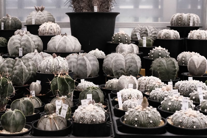 走访东洋块根植物名所 |「The Anatomy of Exotic Plants」日本首部曲