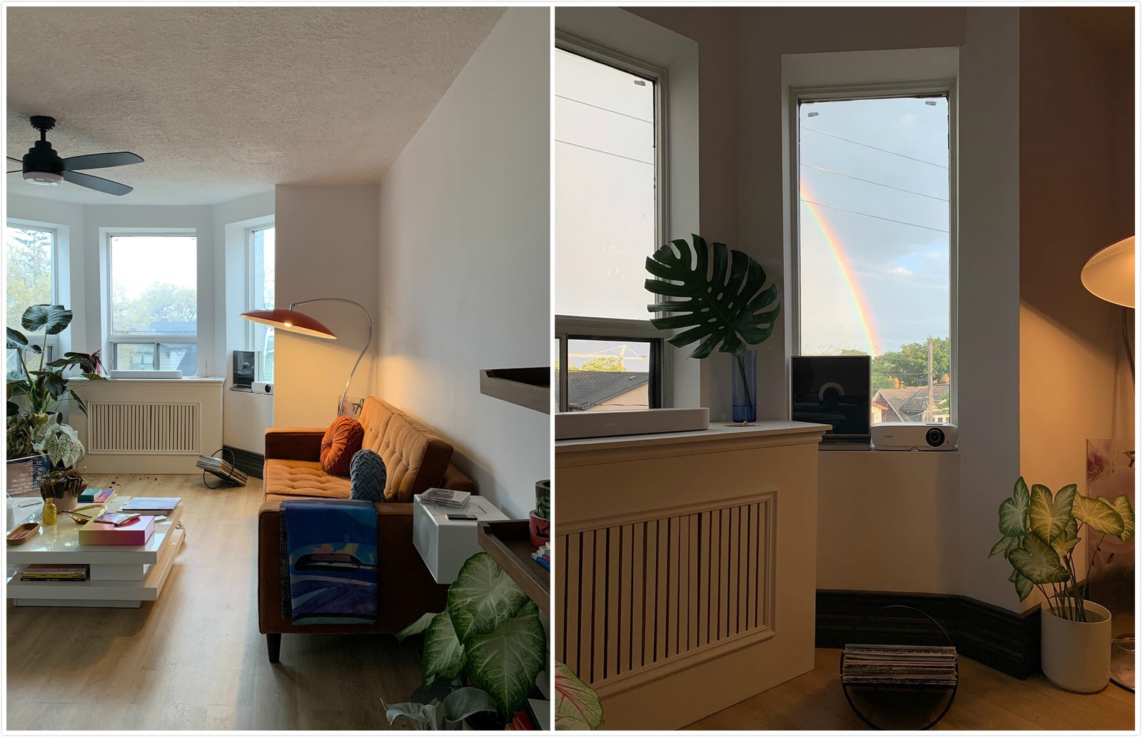 從塊根、竹芋到龜背竹,潮流人士與植物專家的居家植物推薦及養護指南