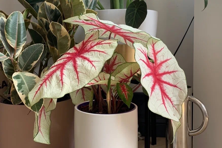 從塊根、竹芋到龜背竹,潮流人士與植物專家的居家植物推薦及養護指南