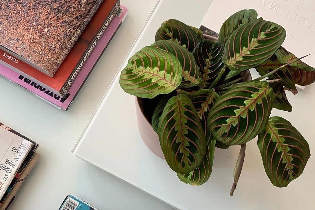 從塊根、竹芋到龜背竹,潮流人士與植物專家的居家植物推薦及養護指南