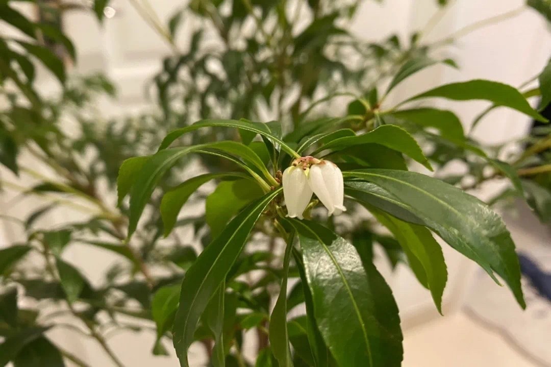 從塊根、竹芋到龜背竹，潮流人士與植物專家的居家植物推薦及養護指南