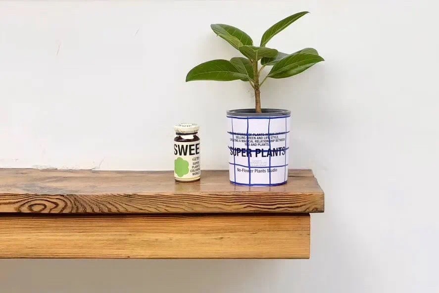 從塊根、竹芋到龜背竹,潮流人士與植物專家的居家植物推薦及養護指南