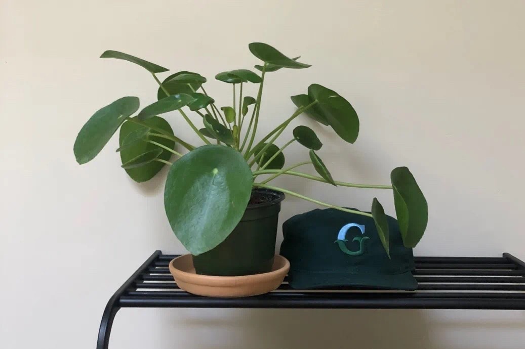 從塊根、竹芋到龜背竹,潮流人士與植物專家的居家植物推薦及養護指南