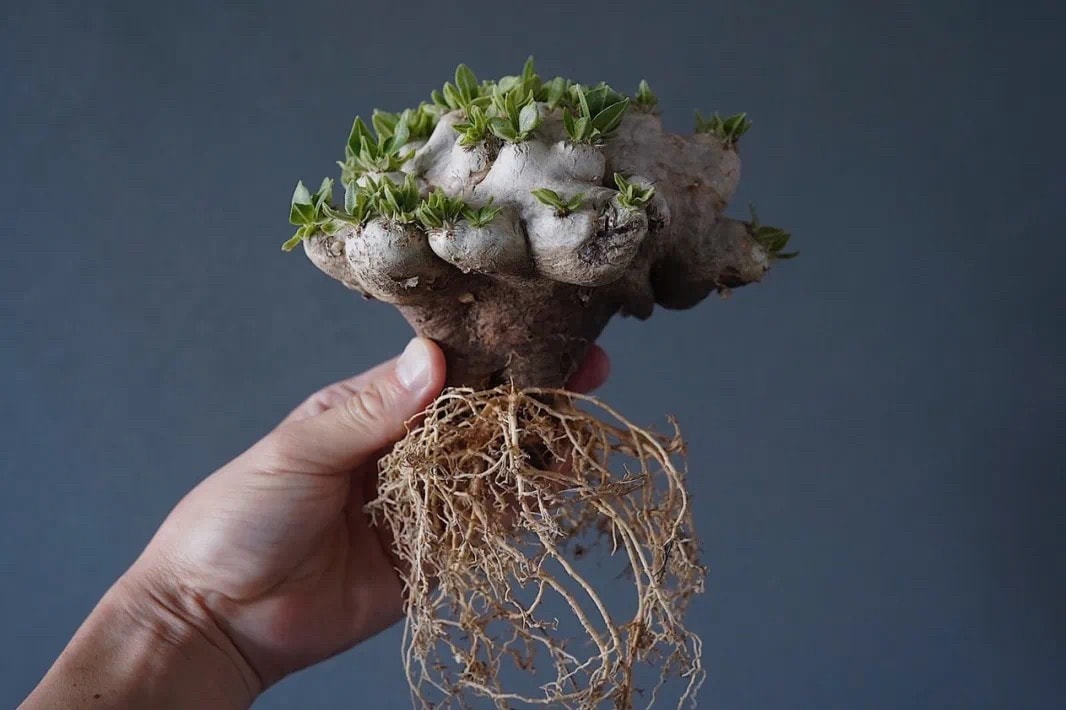 從塊根、竹芋到龜背竹,潮流人士與植物專家的居家植物推薦及養護指南