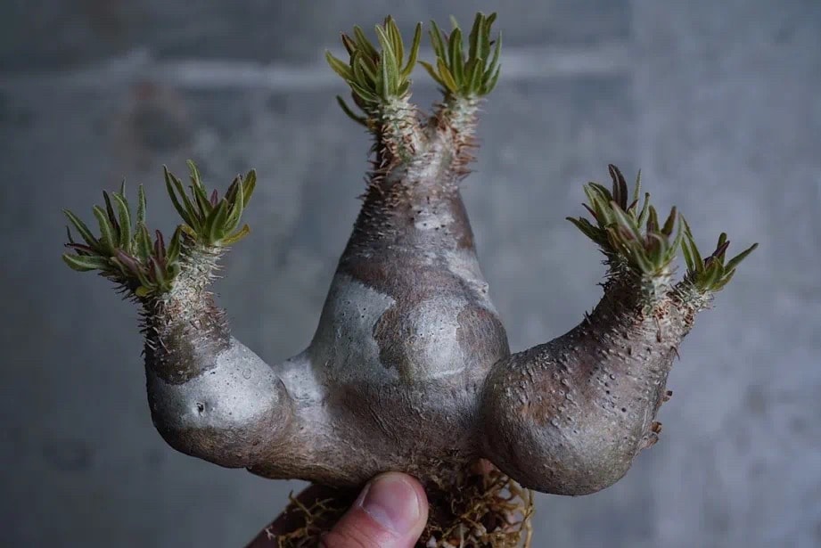 從塊根、竹芋到龜背竹,潮流人士與植物專家的居家植物推薦及養護指南