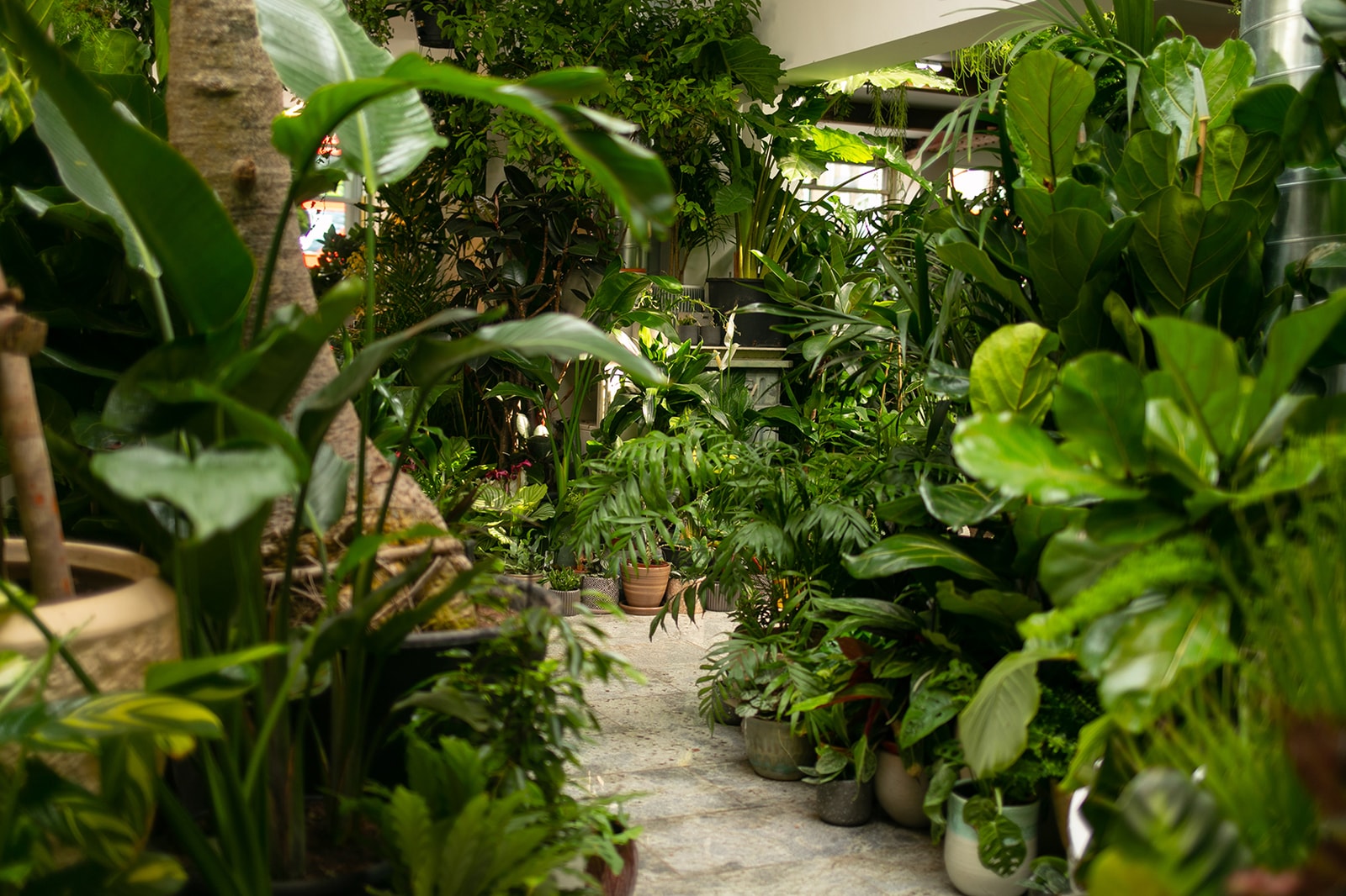 從塊根、竹芋到龜背竹,潮流人士與植物專家的居家植物推薦及養護指南