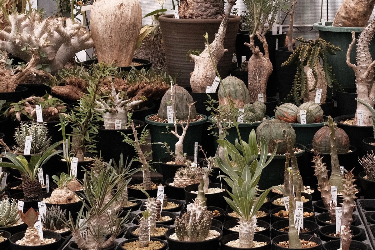 從塊根、竹芋到龜背竹,潮流人士與植物專家的居家植物推薦及養護指南