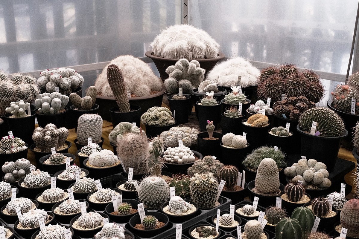 從塊根、竹芋到龜背竹,潮流人士與植物專家的居家植物推薦及養護指南