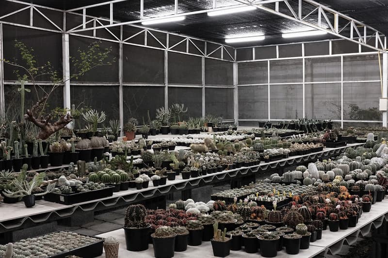 从块根、竹芋到龟背竹，潮流人士与植物专家的居家植物推荐及养护指南