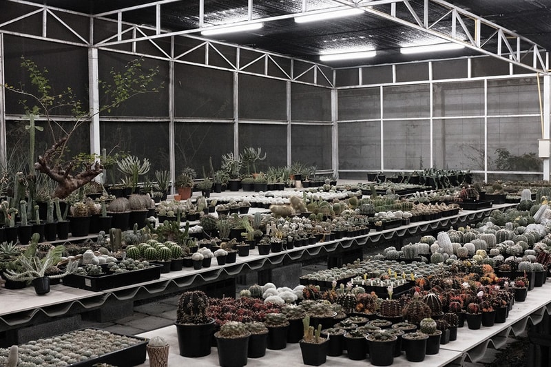 从块根、竹芋到龟背竹，潮流人士与植物专家的居家植物推荐及养护指南