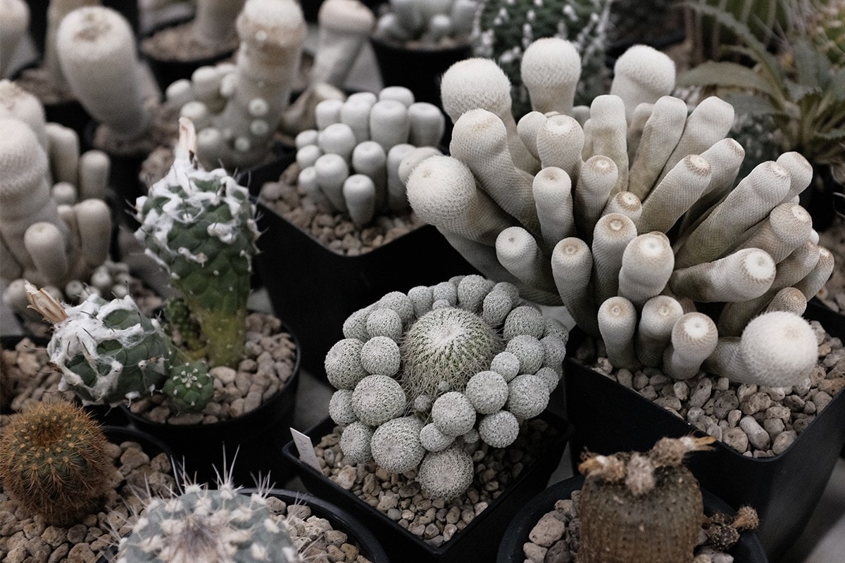 從塊根、竹芋到龜背竹,潮流人士與植物專家的居家植物推薦及養護指南