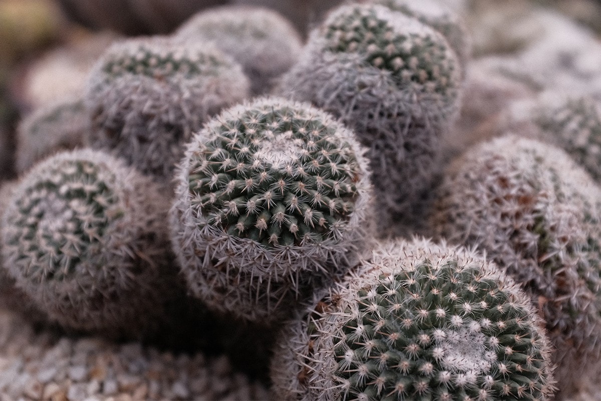 從塊根、竹芋到龜背竹,潮流人士與植物專家的居家植物推薦及養護指南