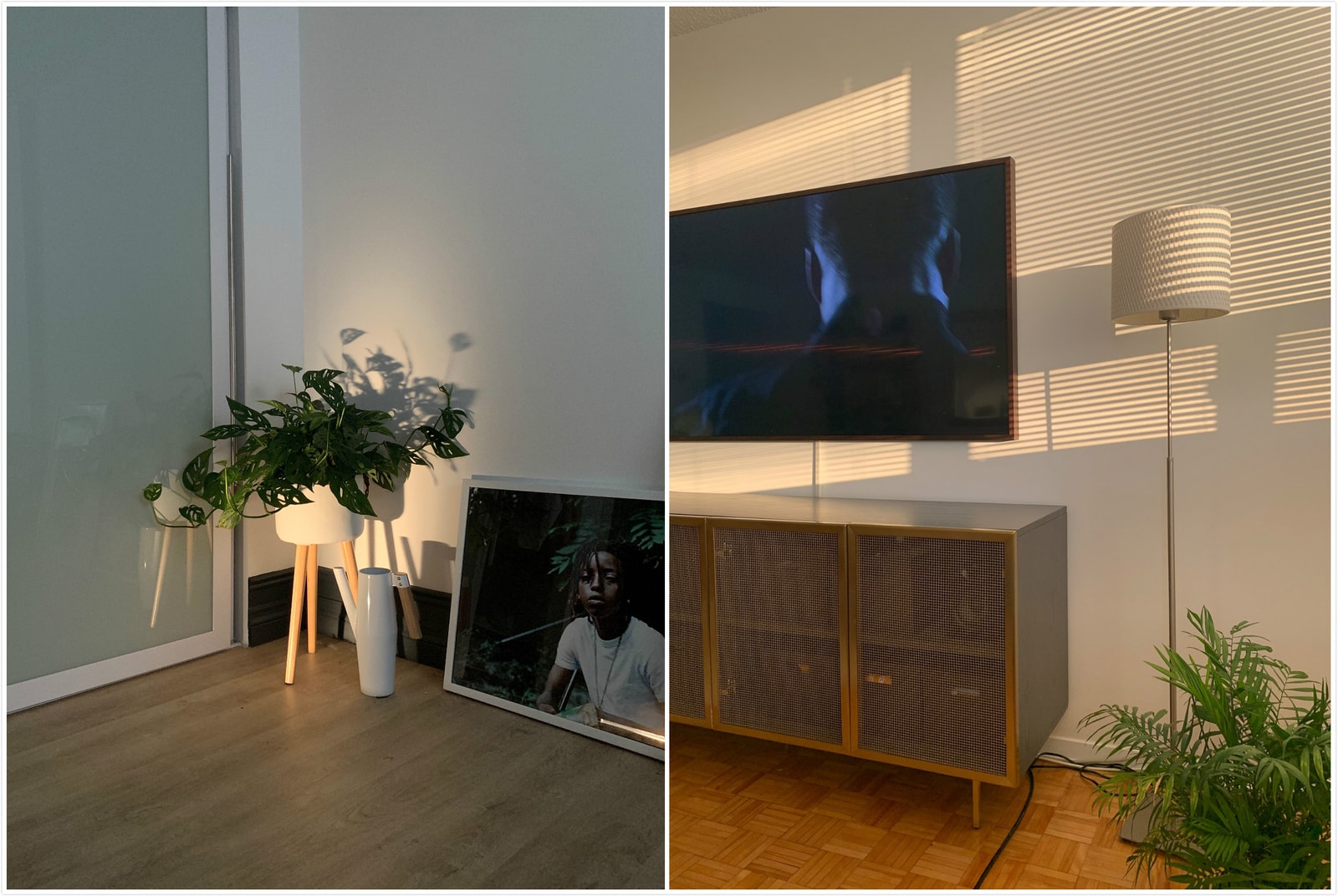 從塊根、竹芋到龜背竹,潮流人士與植物專家的居家植物推薦及養護指南