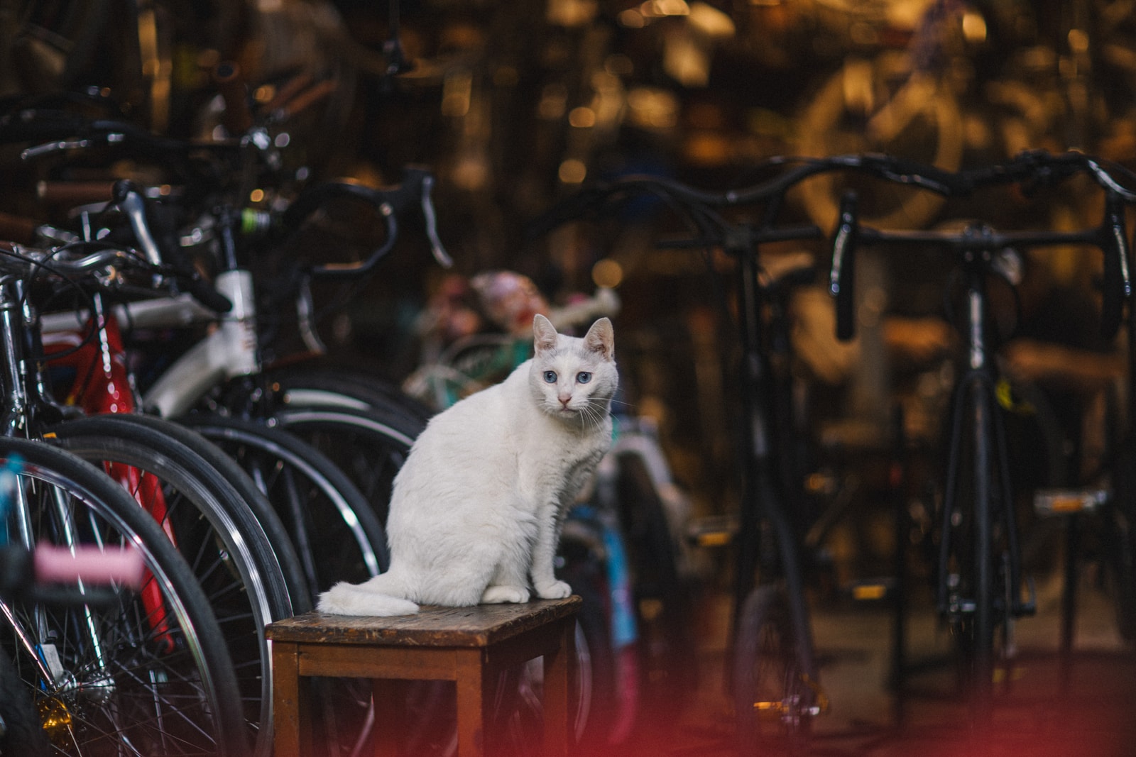 7 條上海騎行路線以及上海城市騎行文化興起回顧