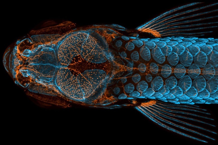 Nikon 2020《Small World Photography Competition》顯微攝影大賽得獎作品正式公佈