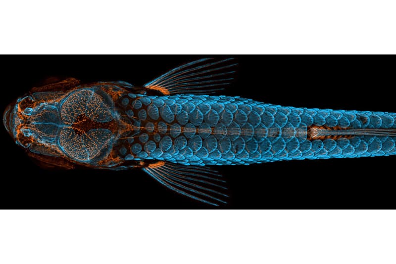 Nikon 2020《Small World Photography Competition》顯微攝影大賽得獎作品正式公佈