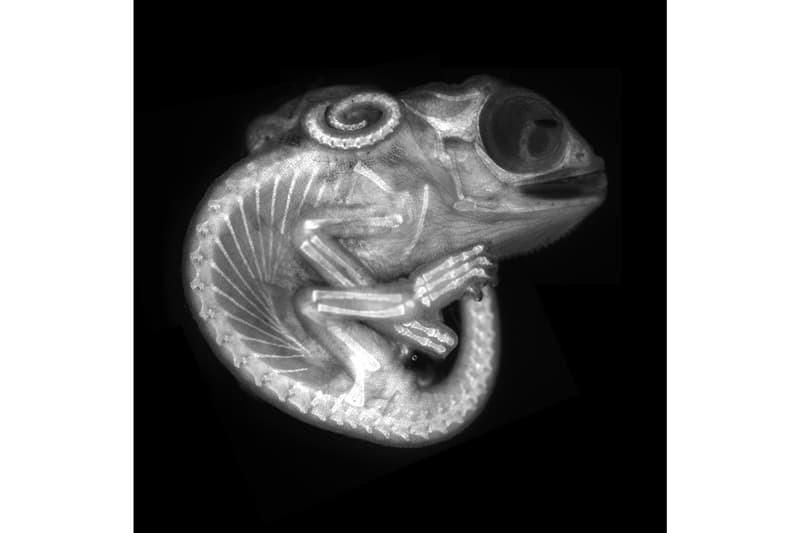 Nikon 2020《Small World Photography Competition》顯微攝影大賽得獎作品正式公佈