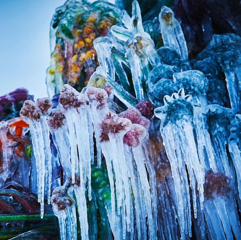 知名花卉藝術家 Azuma Makoto 打造全新作品《Frozen Flowers》