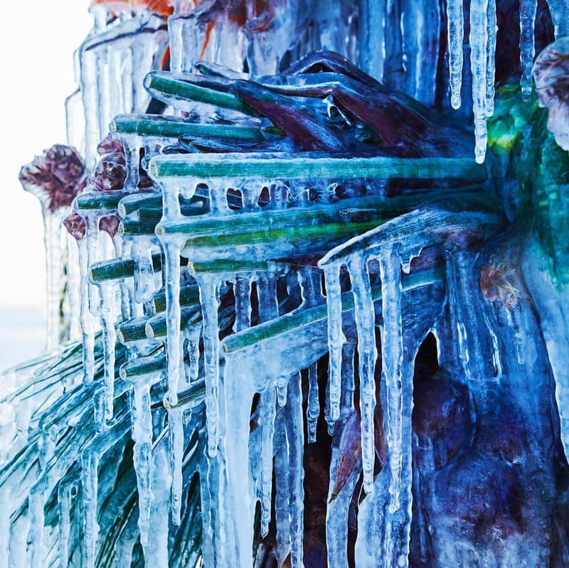 知名花卉藝術家 Azuma Makoto 打造全新作品《Frozen Flowers》