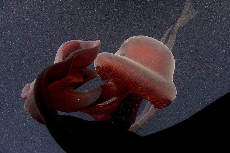 觀賞海底 900 米深度極罕見「冥河水母 Stygiomedusa Gigantea」