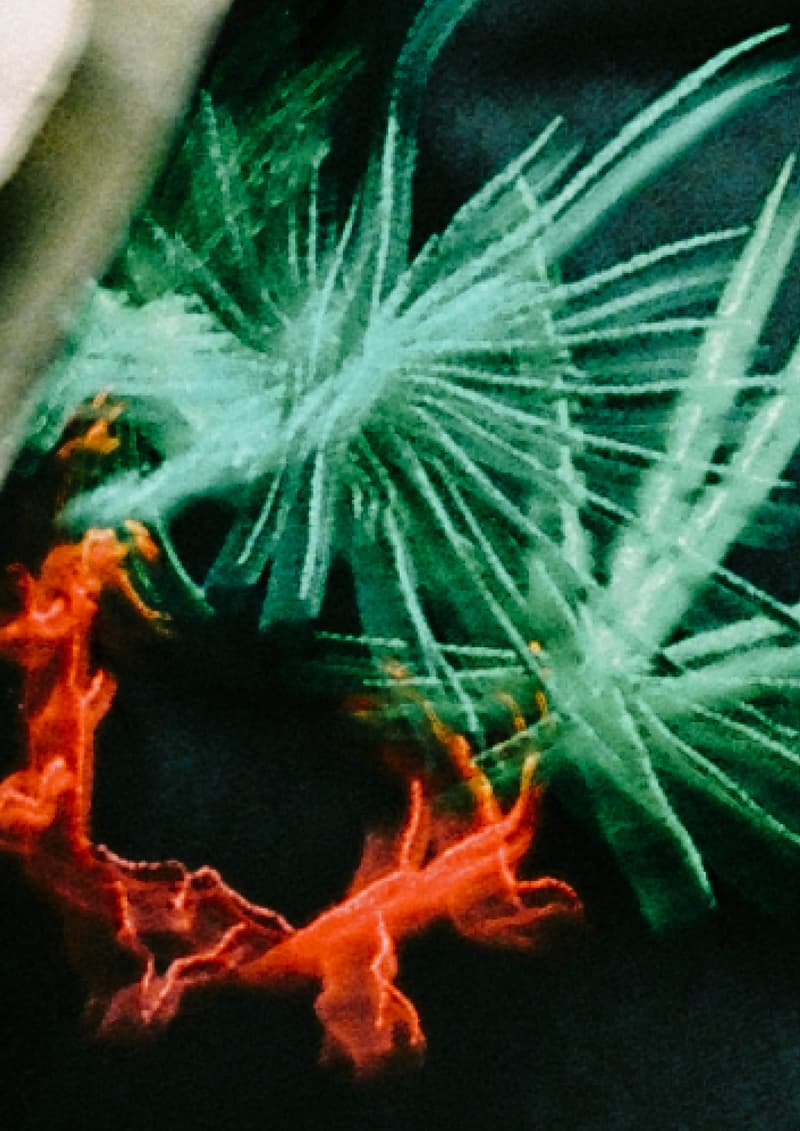 AVENUE & SON 携手艺术家 ZINAN LAM 推出虎年联名胶囊系列