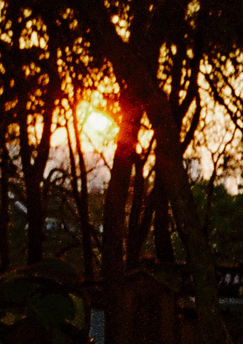 AVENUE & SON 携手艺术家 ZINAN LAM 推出虎年联名胶囊系列