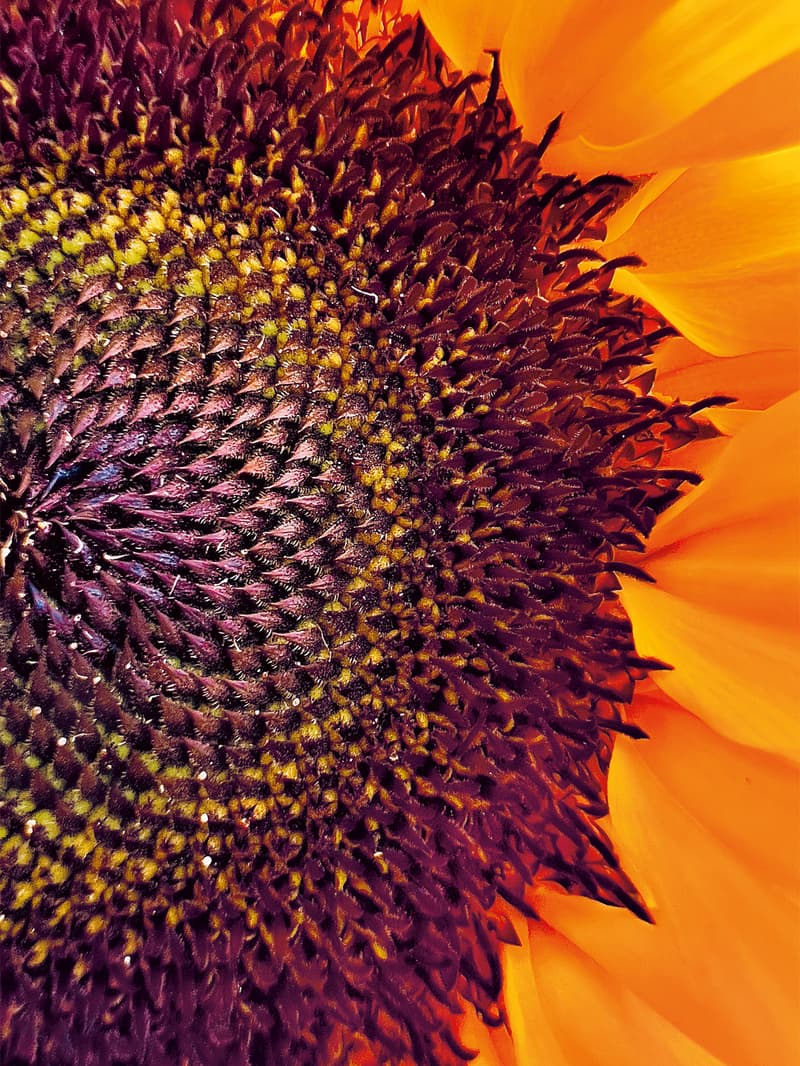 Apple 揭晓「Shot on iPhone」微距摄影大赛获奖作品