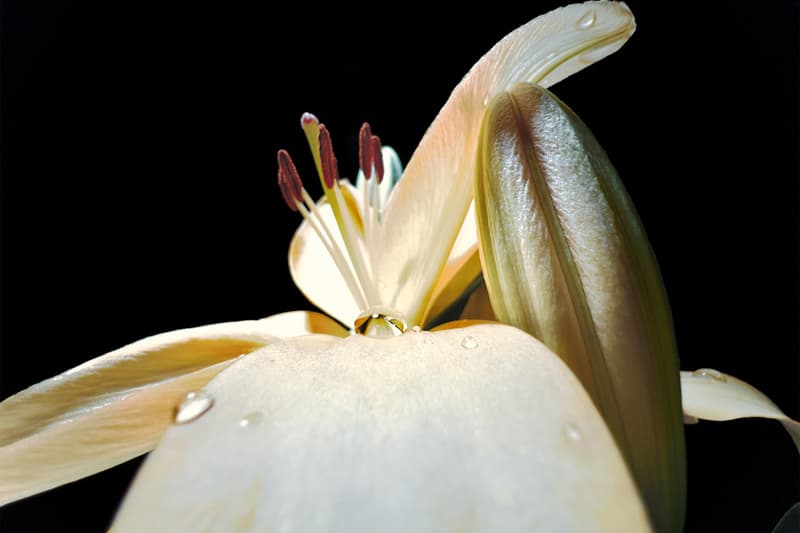 Apple 揭晓「Shot on iPhone」微距摄影大赛获奖作品