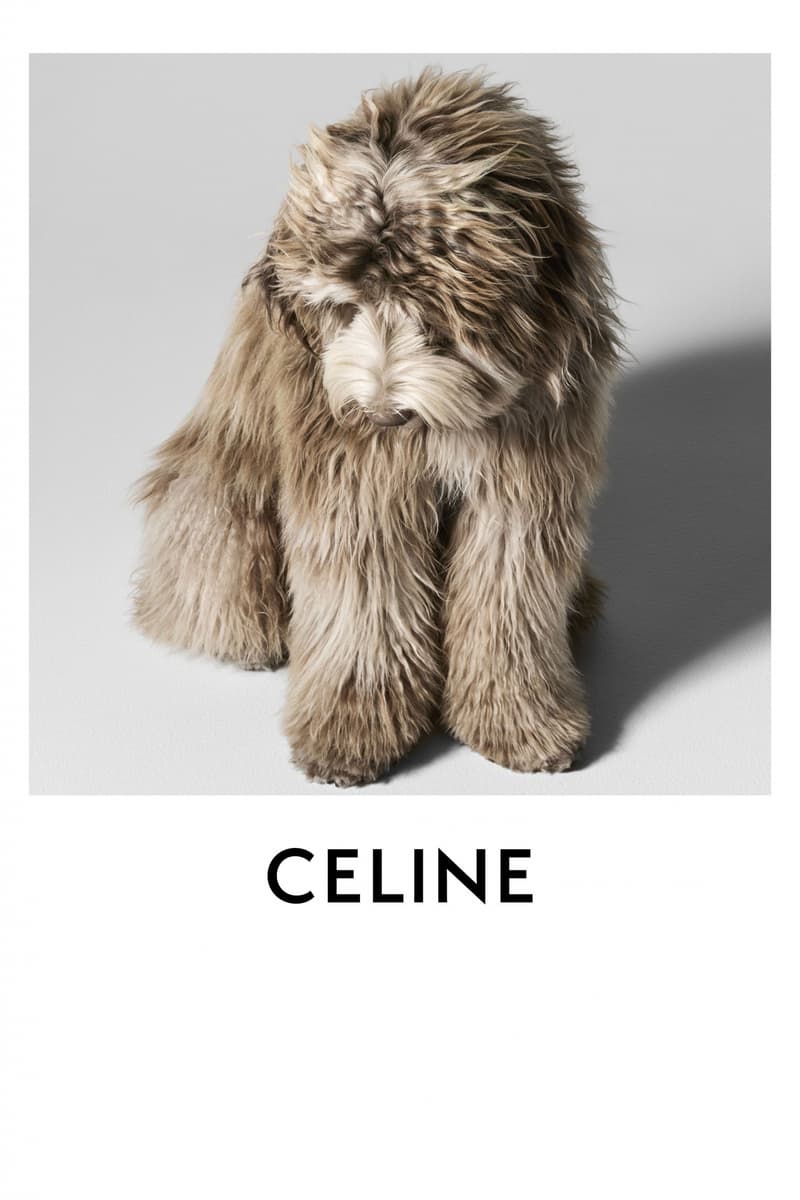 CELINE 发布全新 MAISON DOG 宠物系列