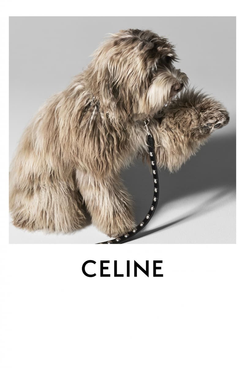 CELINE 发布全新 MAISON DOG 宠物系列