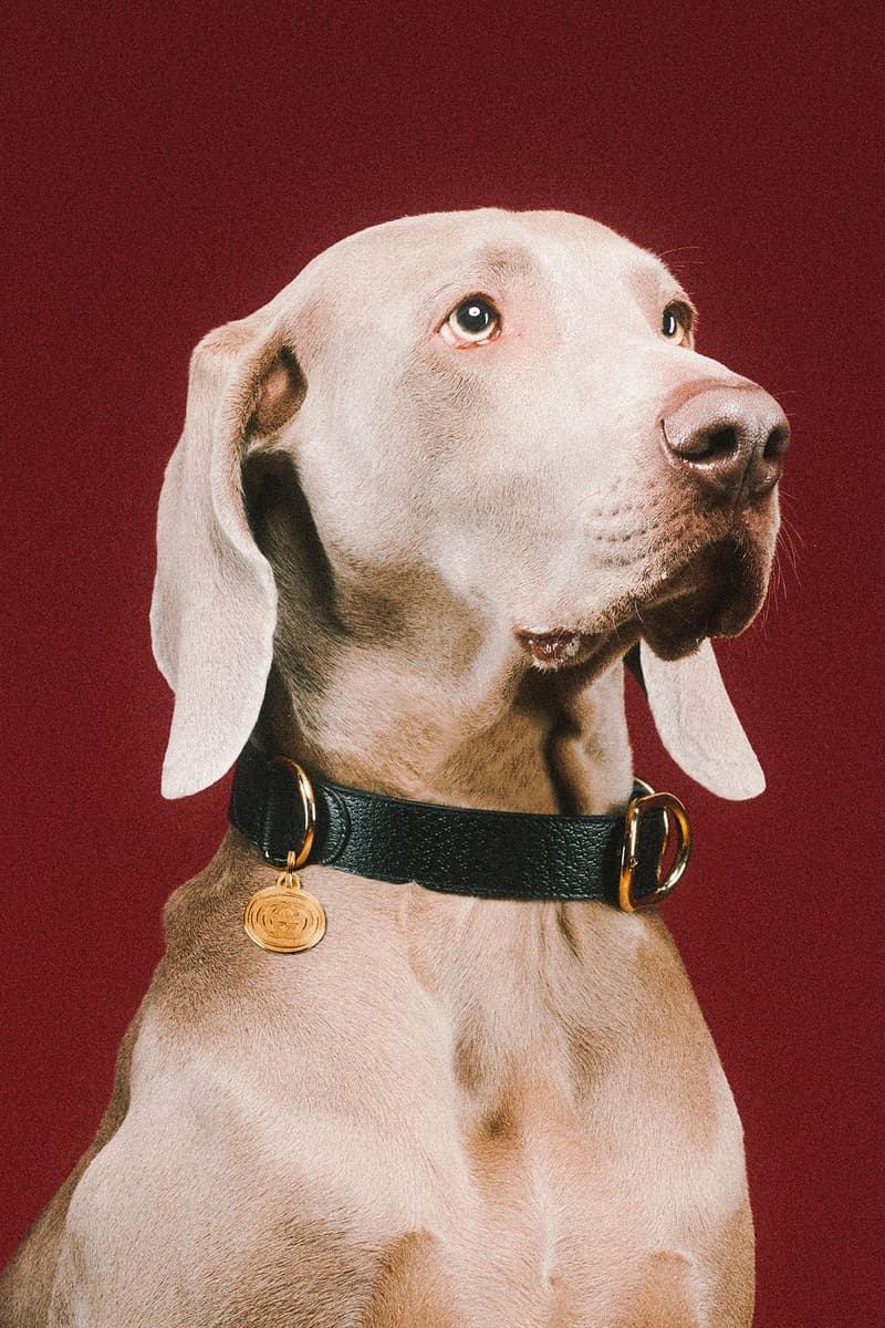 Gucci 正式發佈最新寵物用品系列「PET COLLECTION」