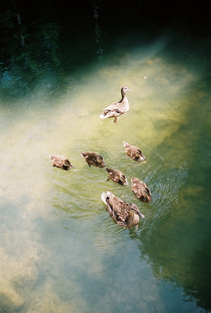 Hélas 发布 2022 夏季系列 DROP 2