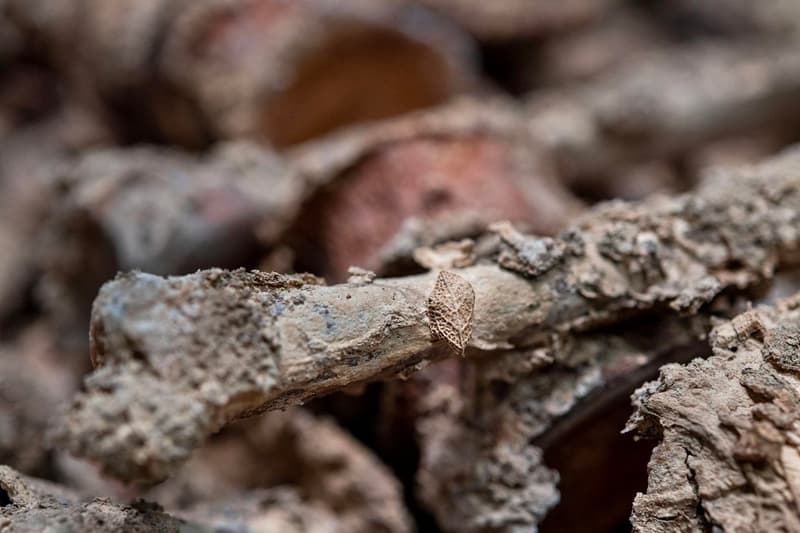 考古學家正式確認巴黎聖母院新出土石棺身份為「大祭司」與「騎士」