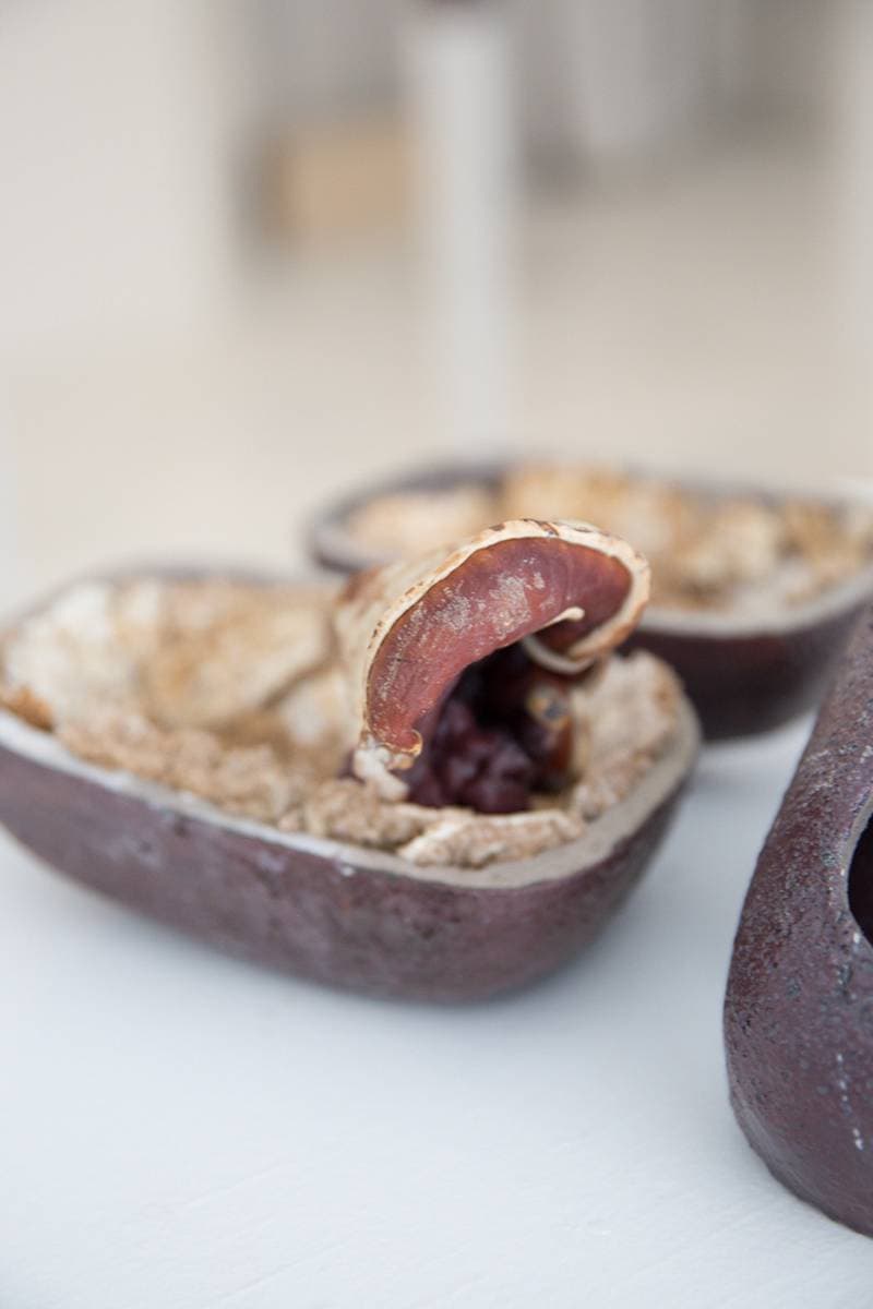 EDEN Power Corp 携手 MYCOAUDIO 推出 Mycelium Mushroom 扬声器