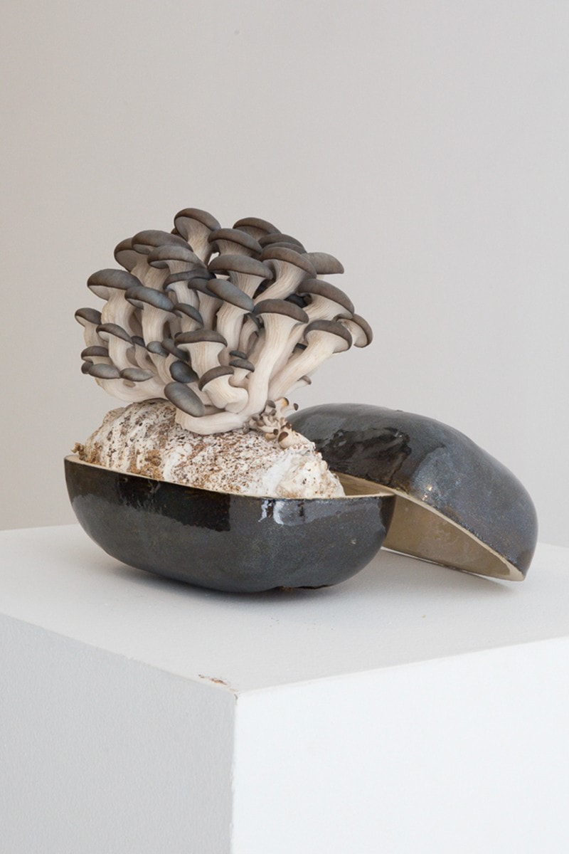 EDEN Power Corp 携手 MYCOAUDIO 推出 Mycelium Mushroom 扬声器