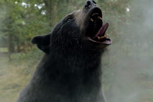 真实事件改编猎奇电影《Cocaine Bear》烂番茄评价出炉