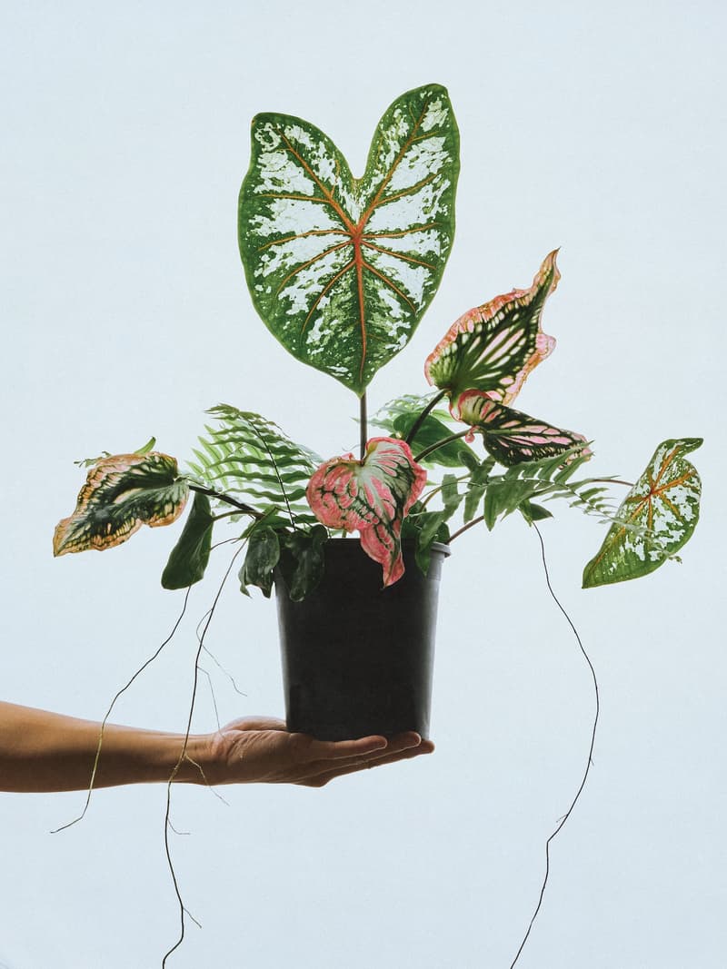 MOUNTAINFEVER 发布 2024 春夏系列「ECHO 洄声」